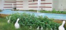 alma_resort-7.jpg